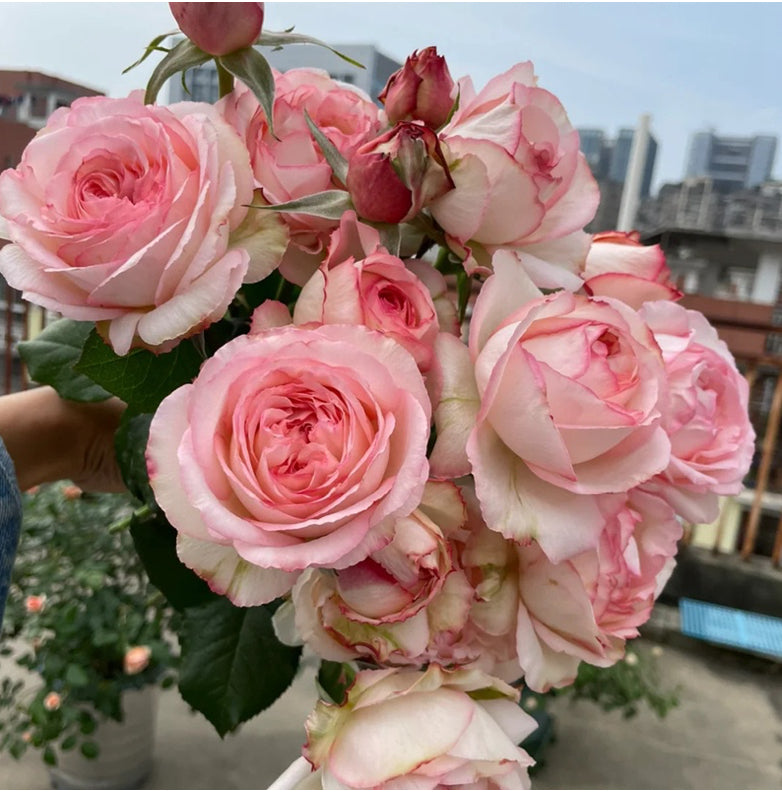 French Delbard breed Joyce strong fragrance