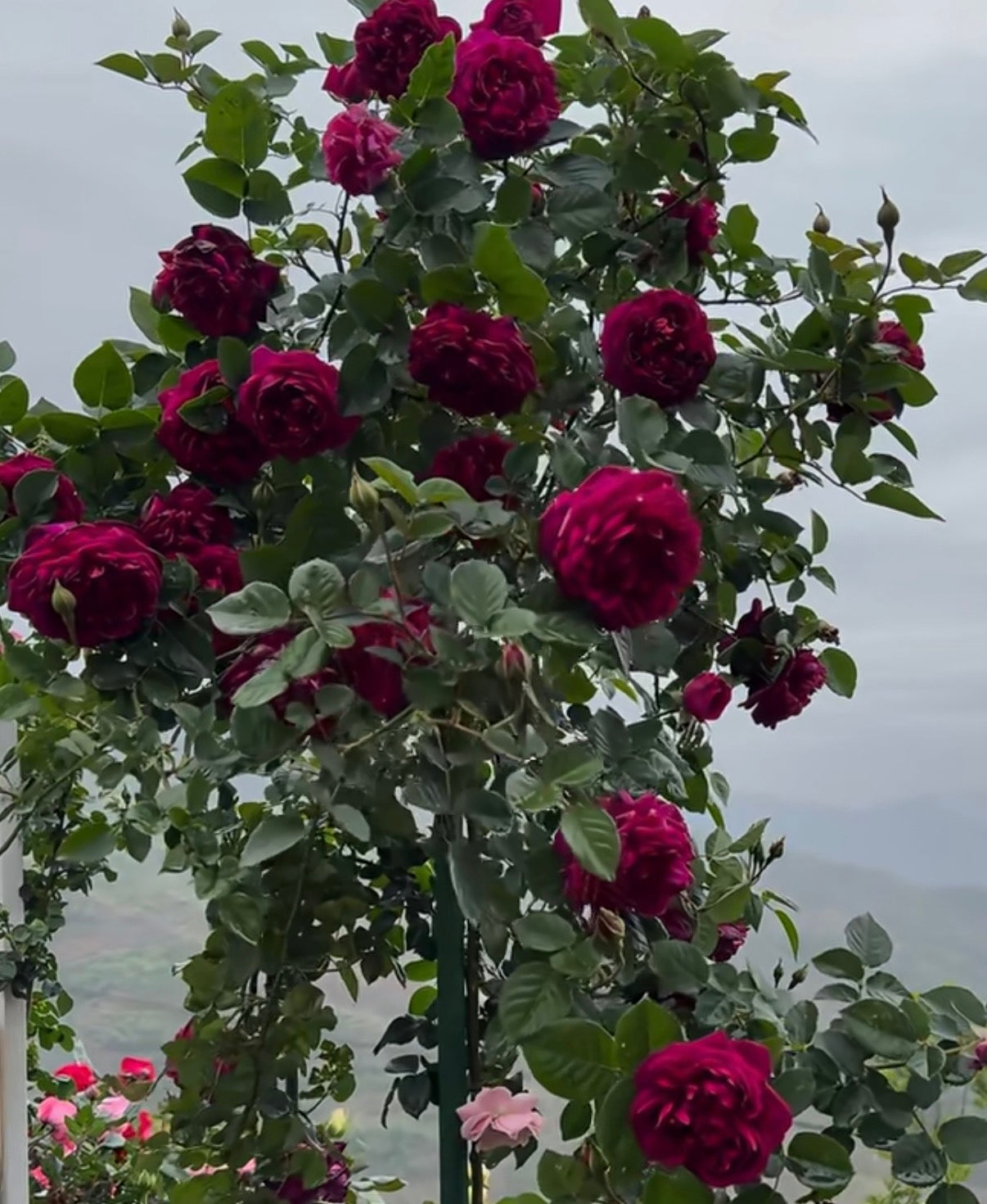 English rose Munstead W