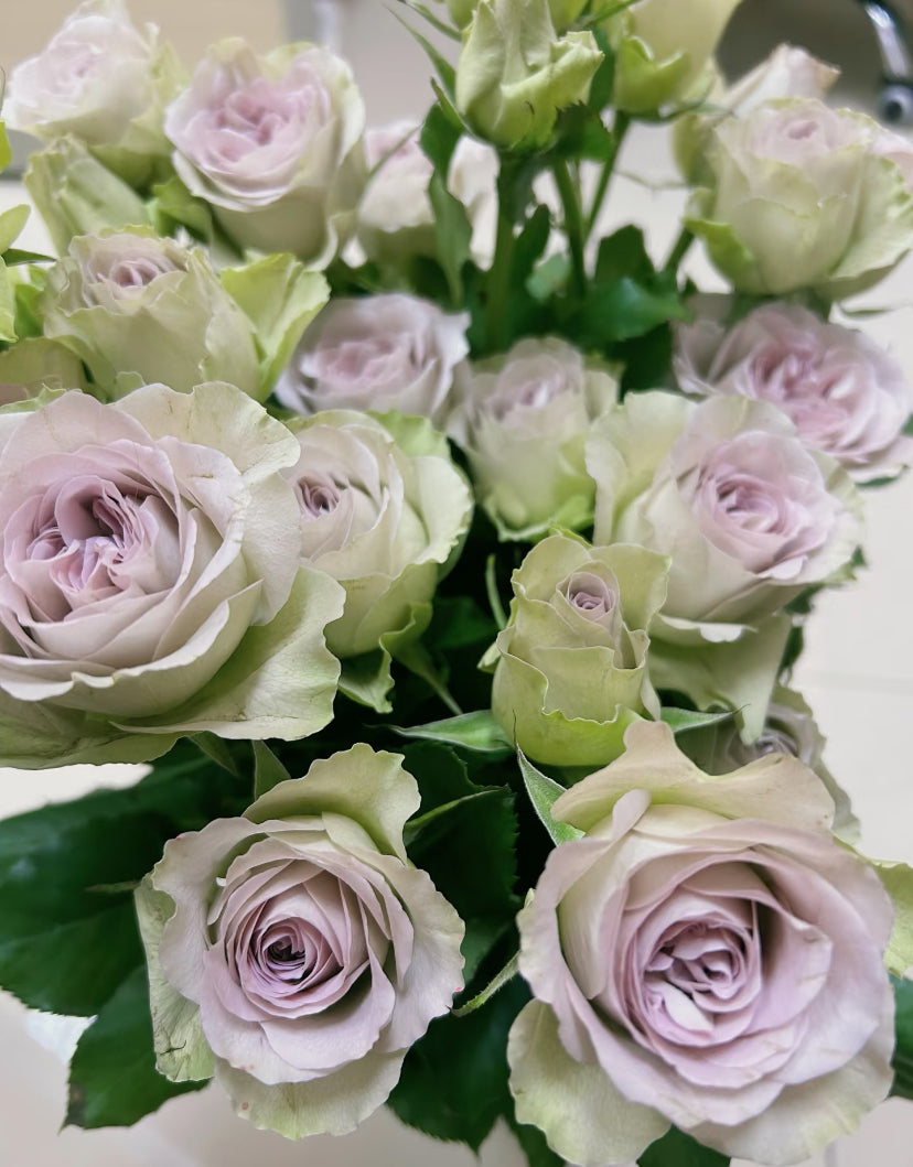 Dutch cutting rose Notre Dame