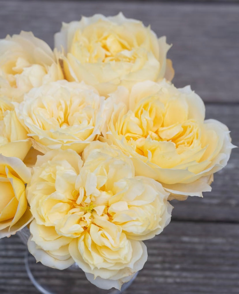 Antonia Garden cutting rose plant
