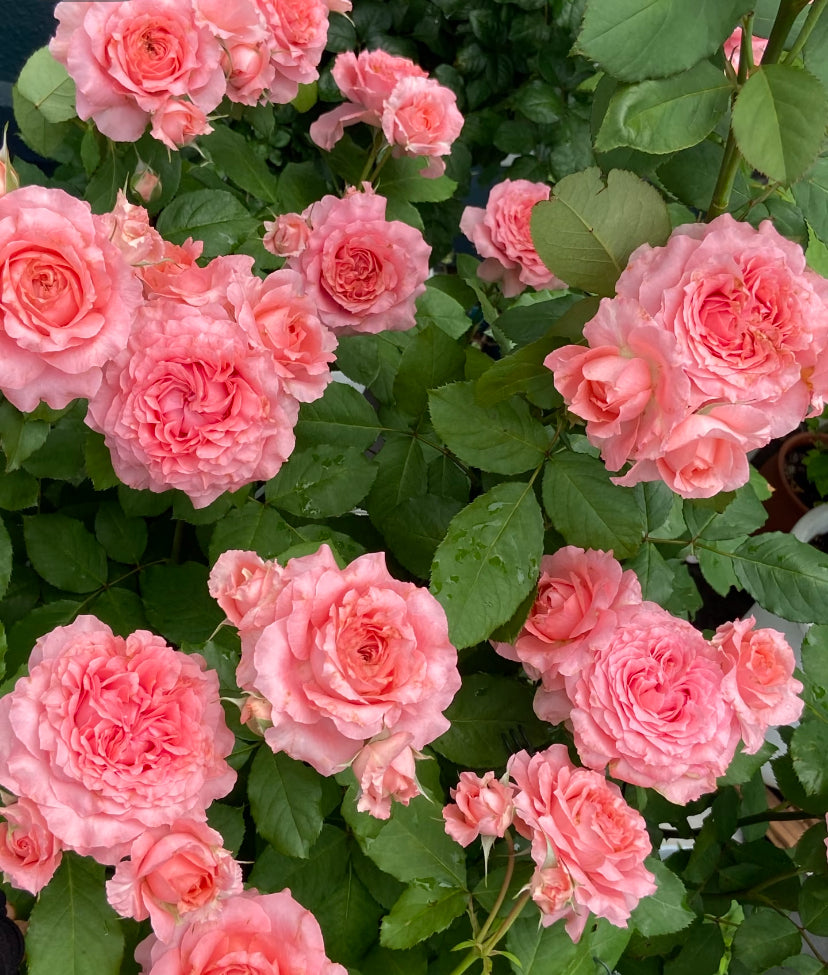 Corail Gelee Japanese cutting rose