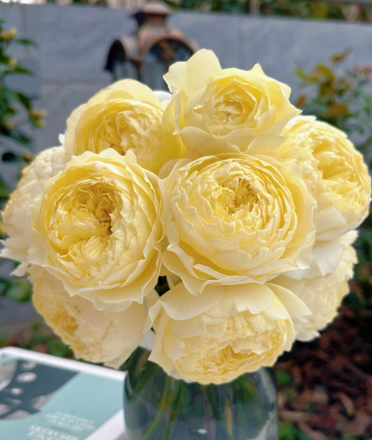 Asia 2025 new Fuguang nice petals 浮光