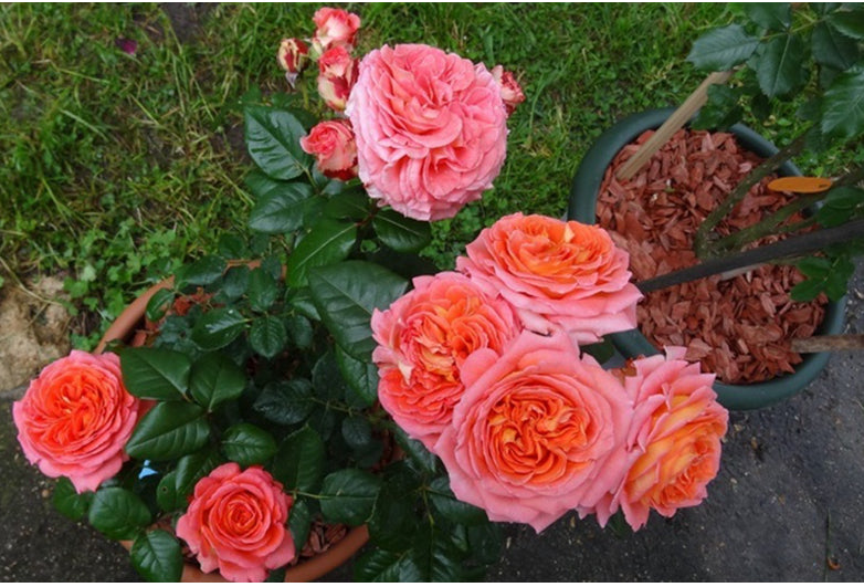 France Notre Dame du RosAIre 玫瑰圣母