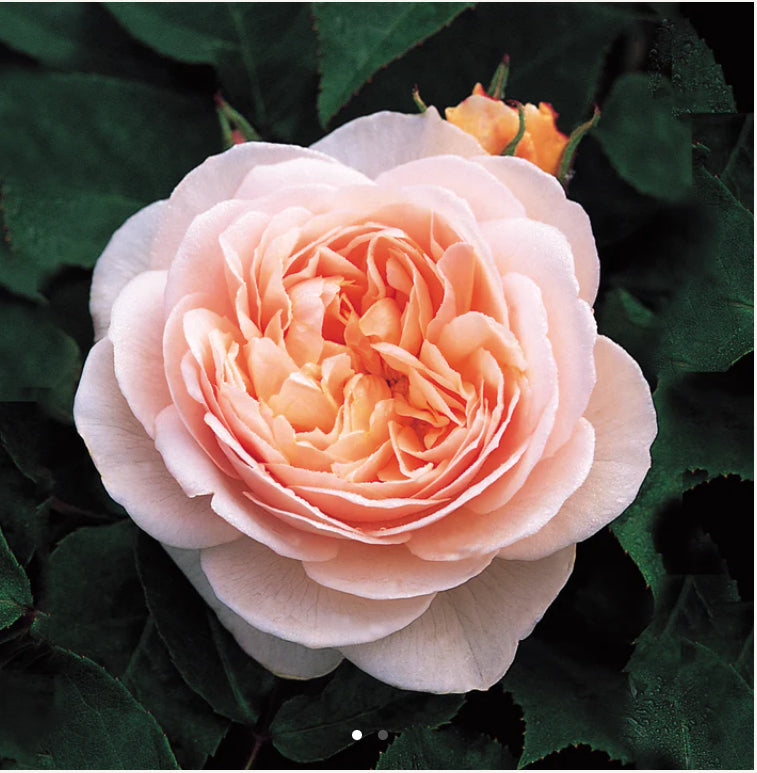 English rose Sweet Juliet rose plant 甜蜜朱丽叶