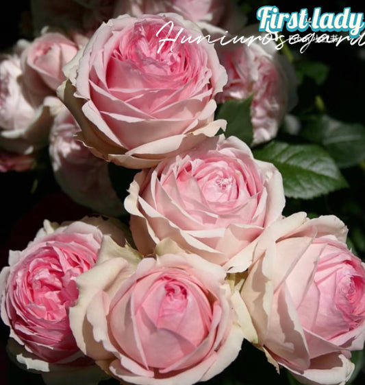 First Lady rose Germany Tantau