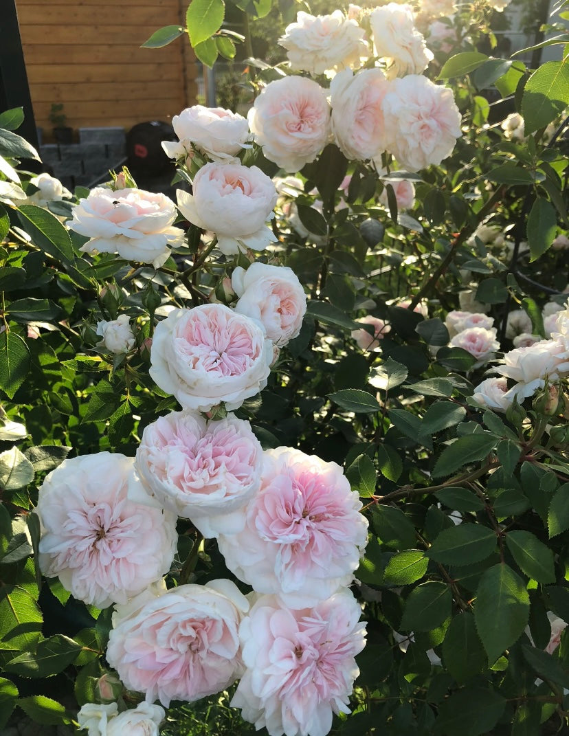 French Meiland Sabrina ADR rewards small climbing rose