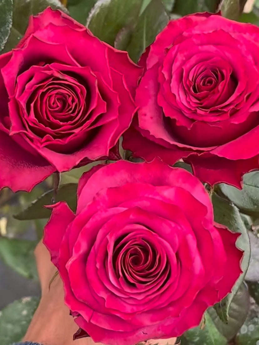 Venturoso special colour cutting rose