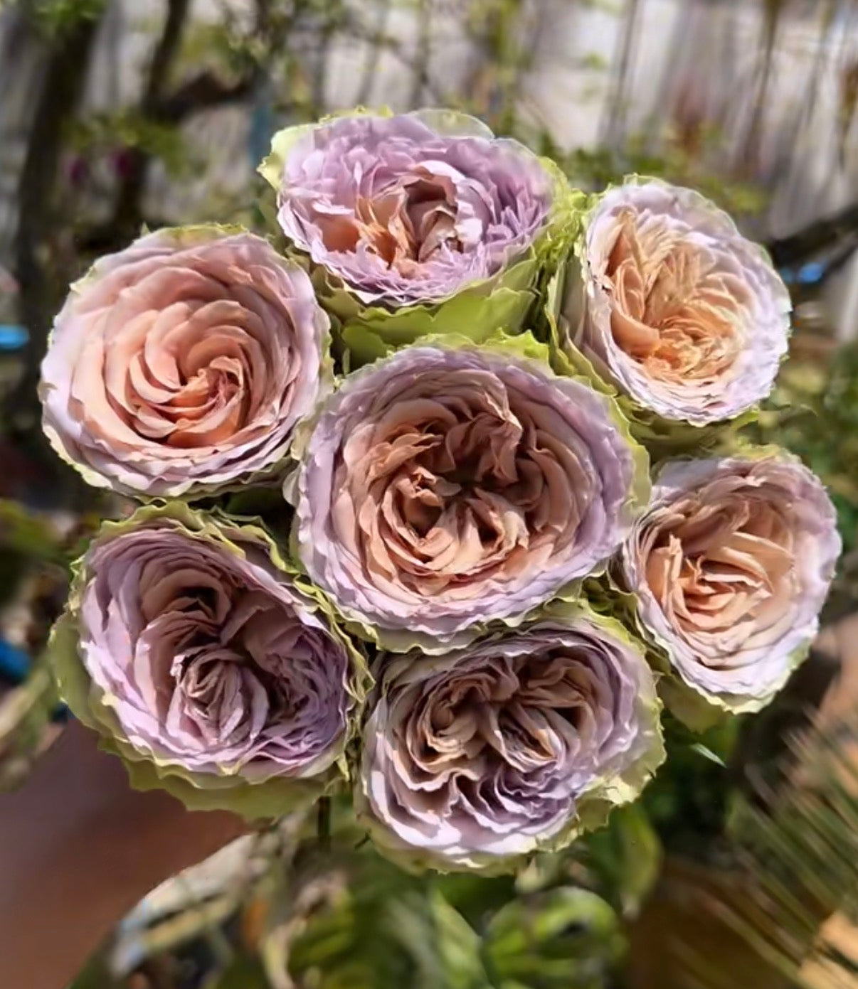 Cutting rose Teddy’s very new