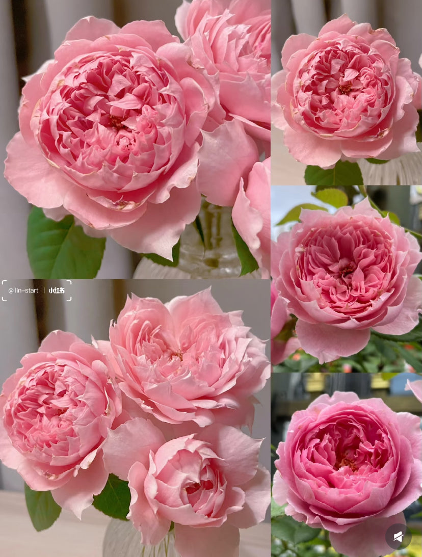 New!Japanese rose Prima vista 初见