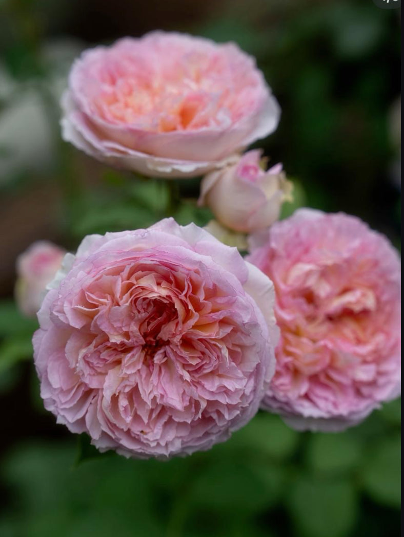 Träumerei Japanese rose apricot pink梦幻曲