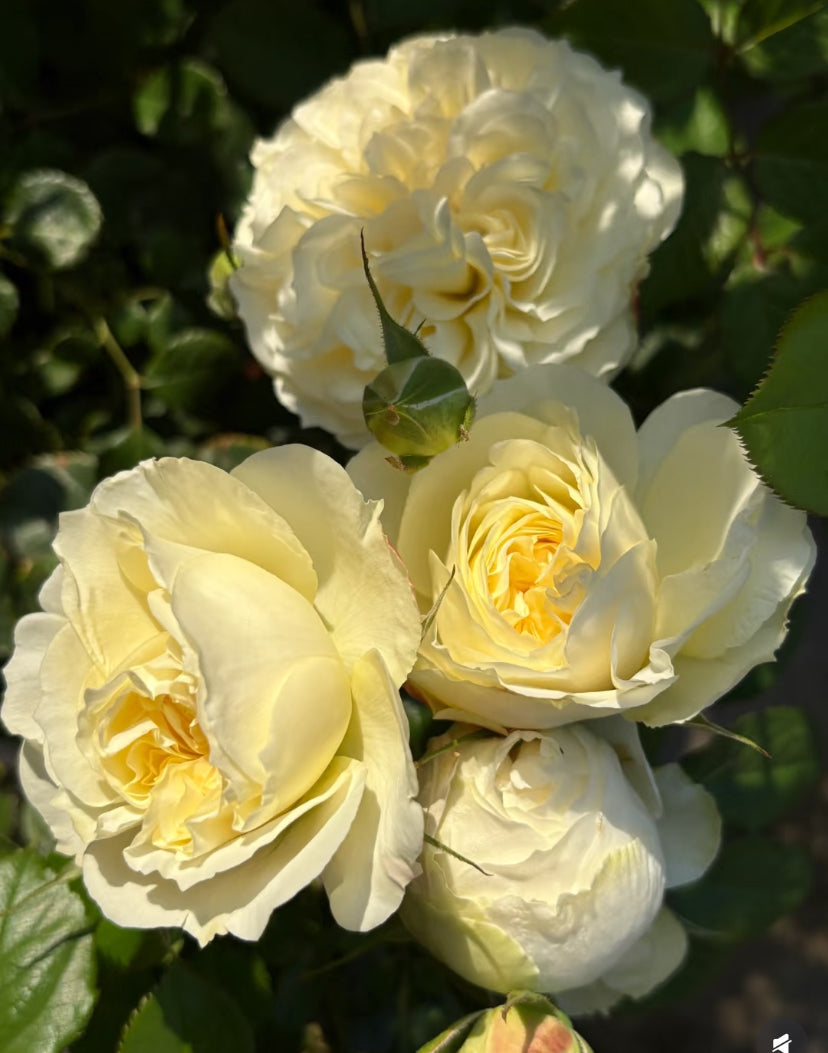 New2025 Qiongyin light yellow rose plant Chinese