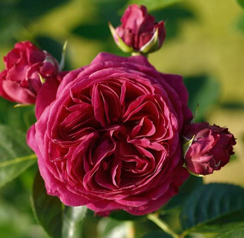 Marietta Germany Tantau