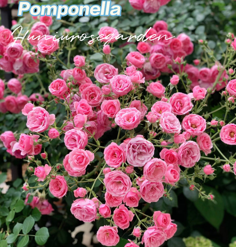 Pomponella rosé Germany Koders