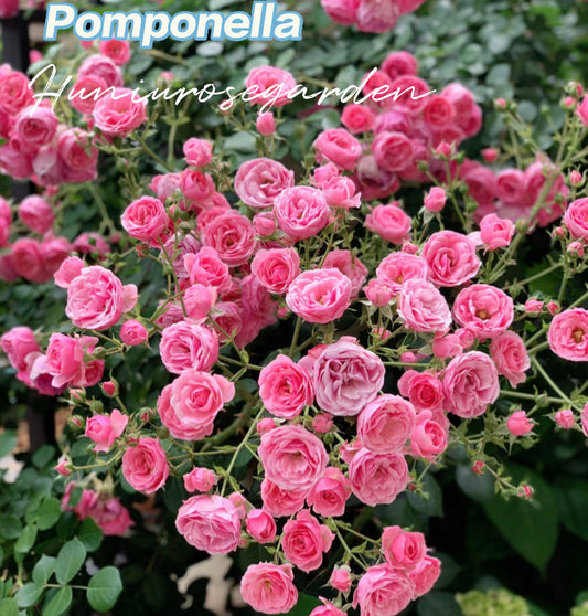 Pomponella rosé Germany Koders