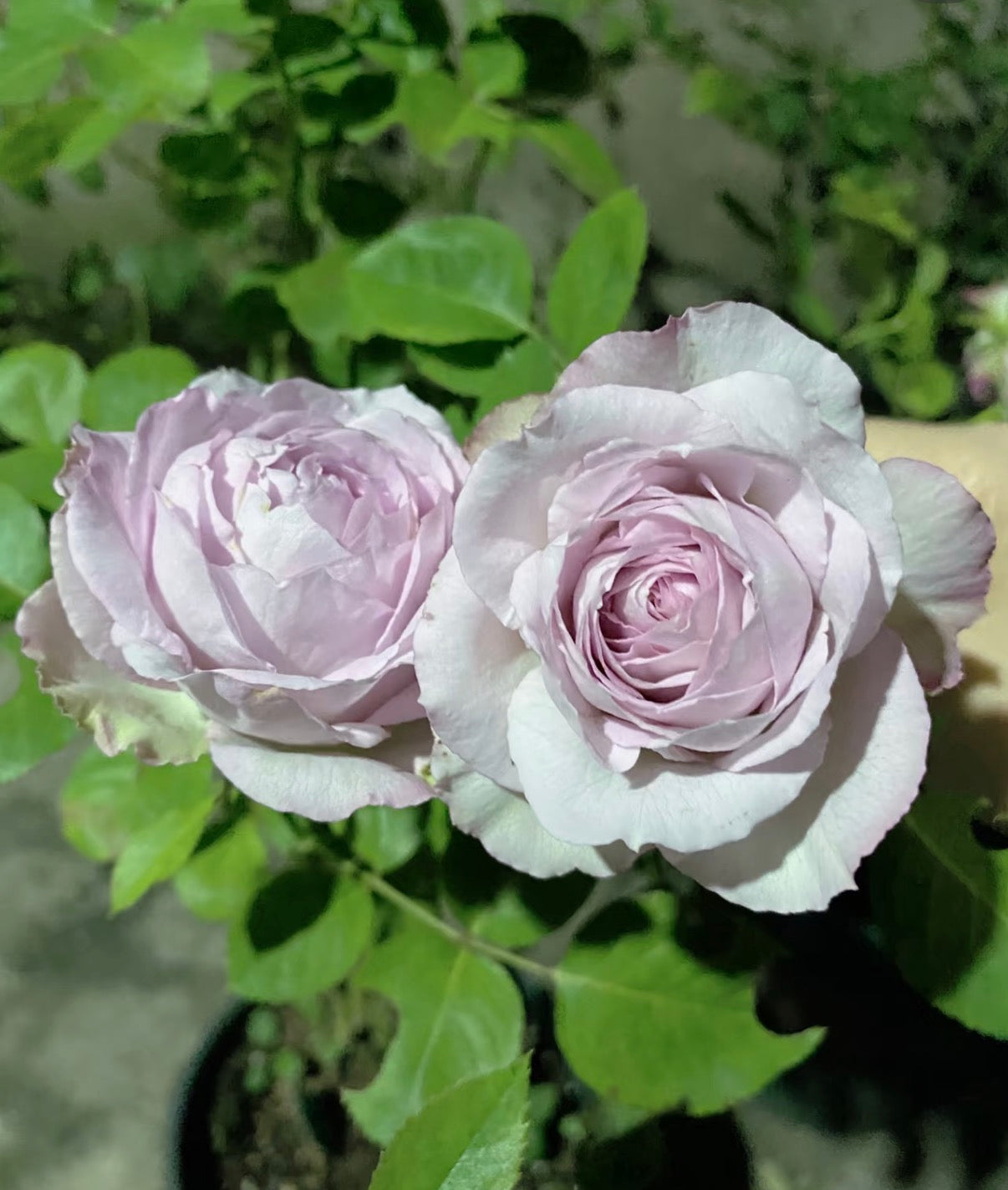 silver lace Dutch cutting rose