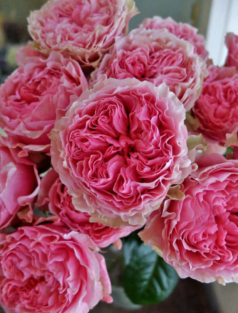 Victory’s kiss cutting rose