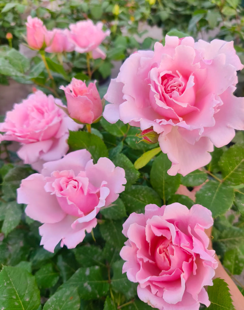 Sophie Rochas French Delbard索菲罗莎