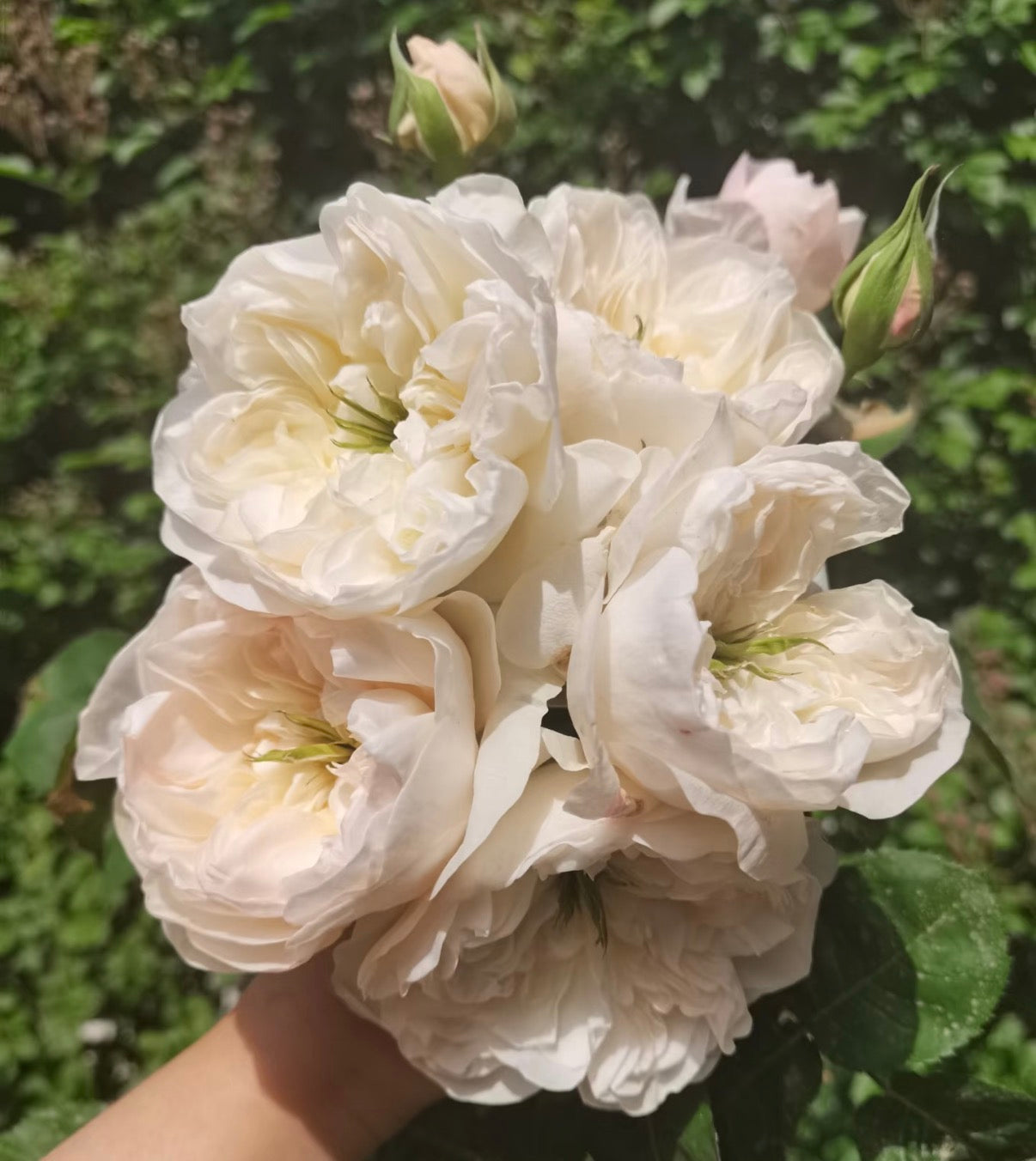 Tinker bell Dutch cutting rose