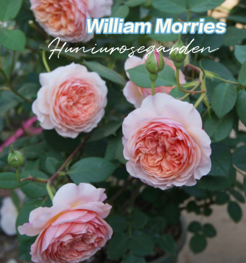 William Morries David Austin climbing rose