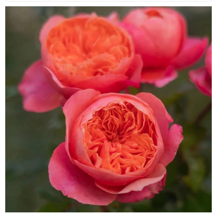 New !2025 Jingqiu Asia rose惊秋