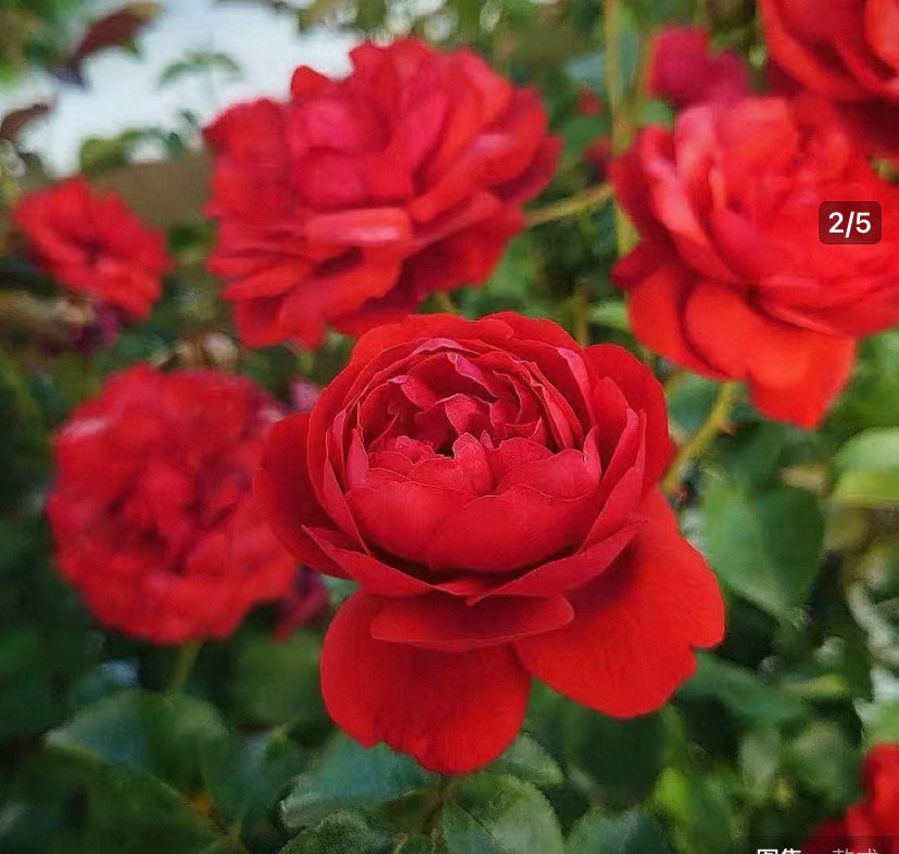 New! Japanese rose country house