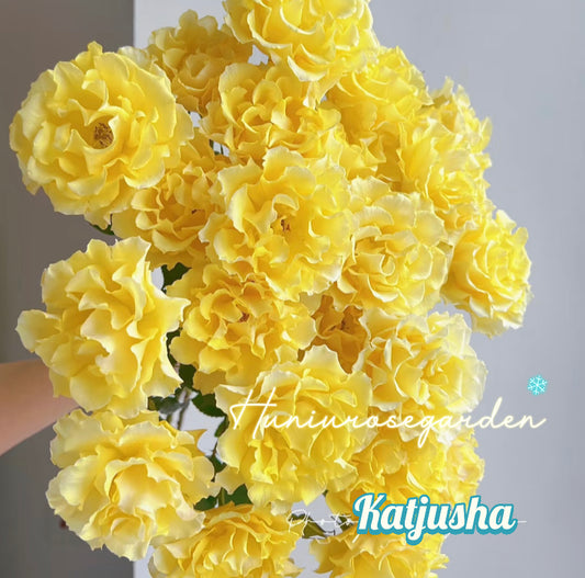 Katjusha Japanese rose