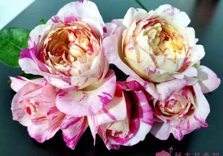 EdouardManet French strip rose