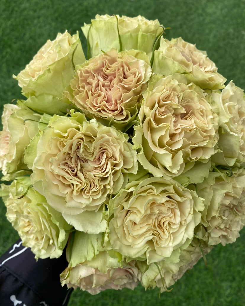 Dutch schreurs cutting rose Shangguan waer