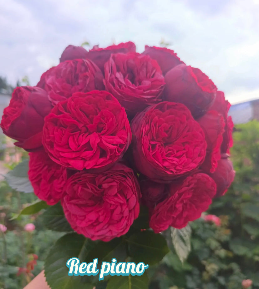 Red piano Germany Tantau