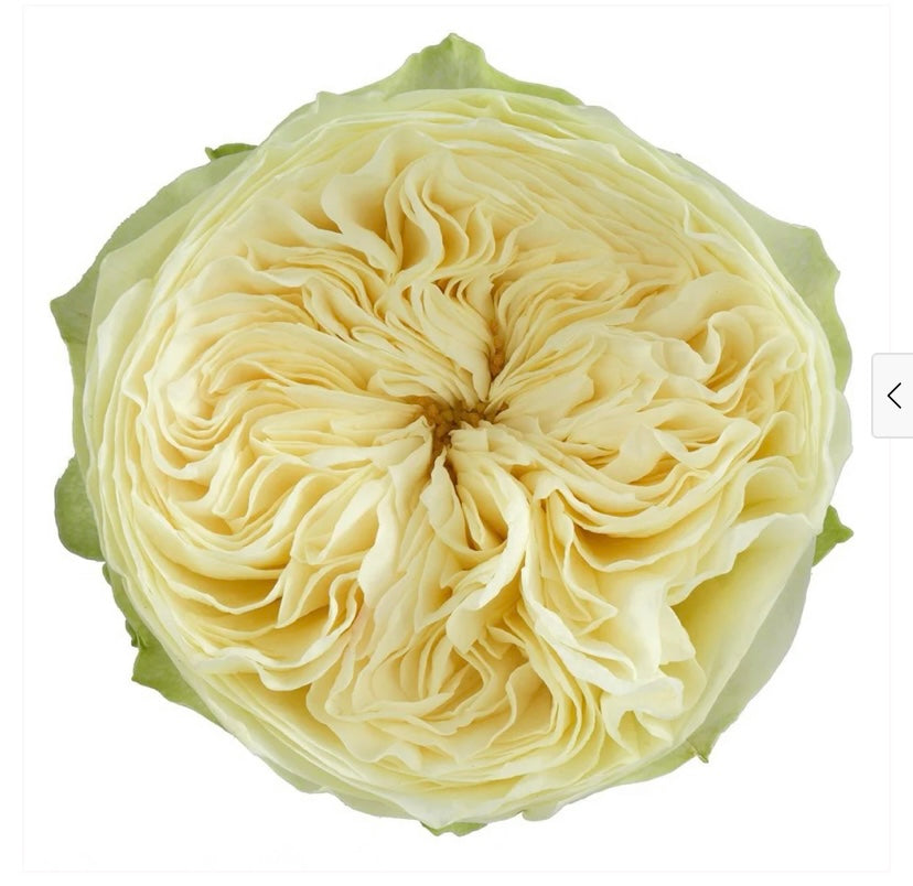 New! Lovely Harper Dutch cutting rose