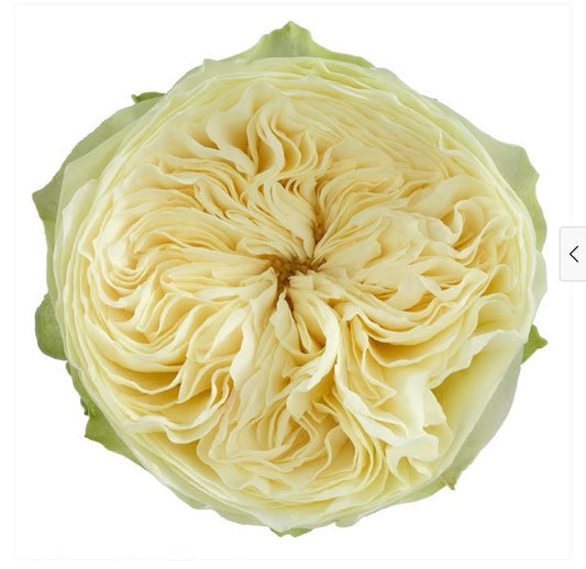 New! Lovely Harper Dutch cutting rose