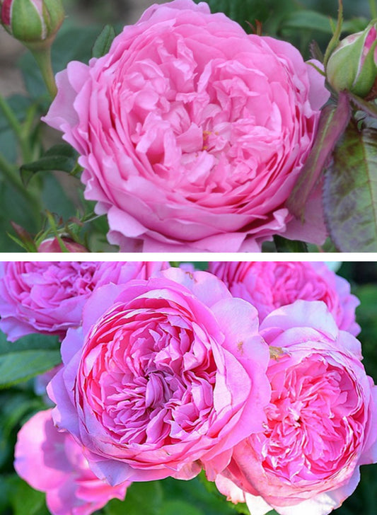 Chantal Mérieux French Gullio strong fragrance
