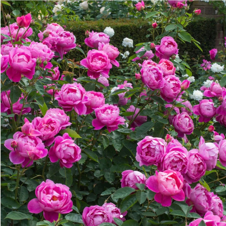 Royal jubliee English rose