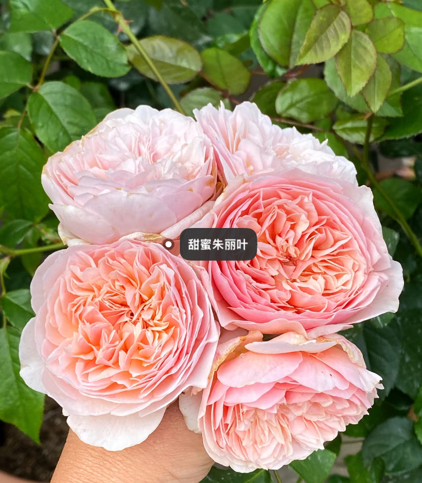 English rose Sweet Juliet rose plant 甜蜜朱丽叶