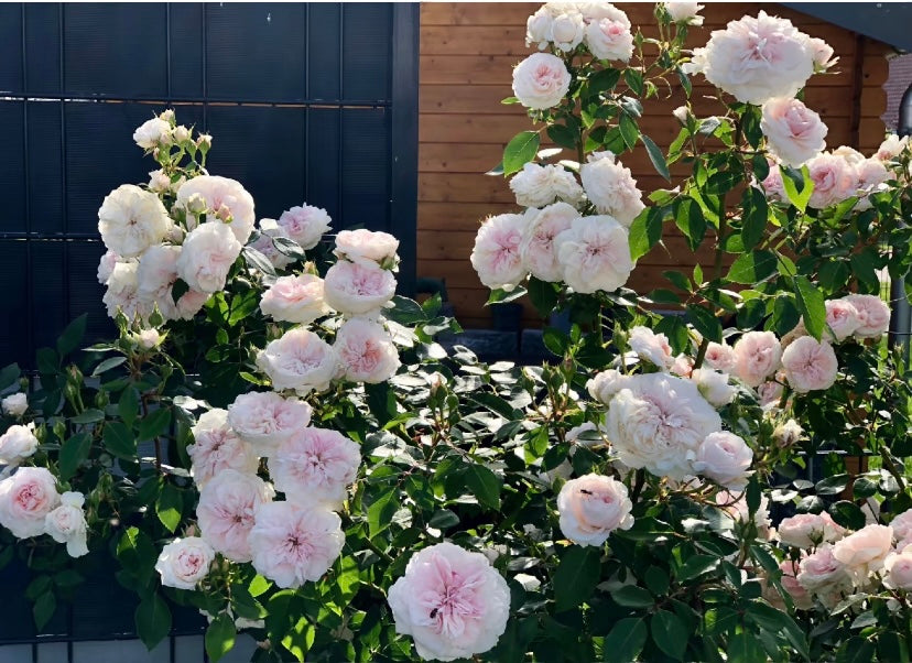 French Meiland Sabrina ADR rewards small climbing rose