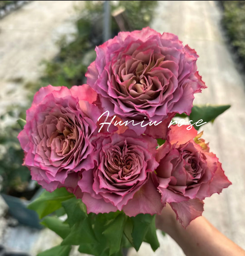 Nachuru test rose