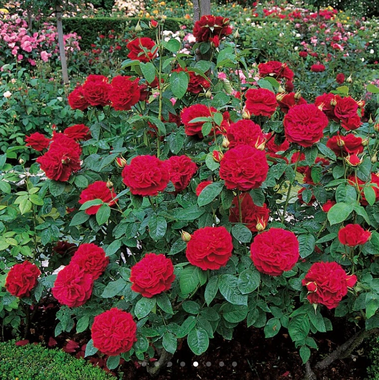 L.D. Braithwaite David Austin rose