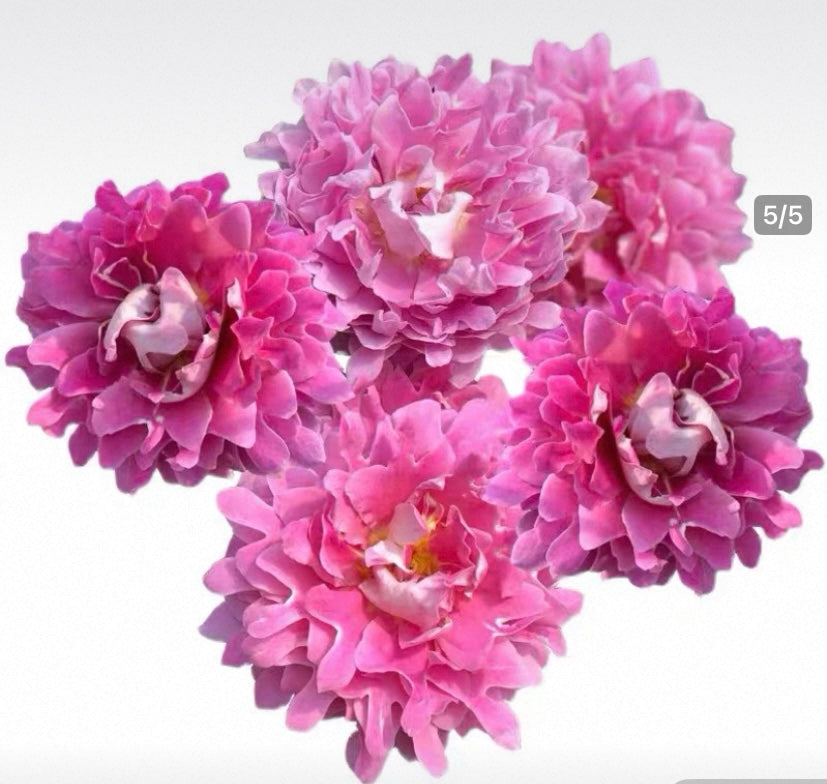 Fancy Ruffle Dutch cutting rose