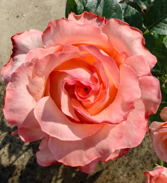 Pink linling cutting rose