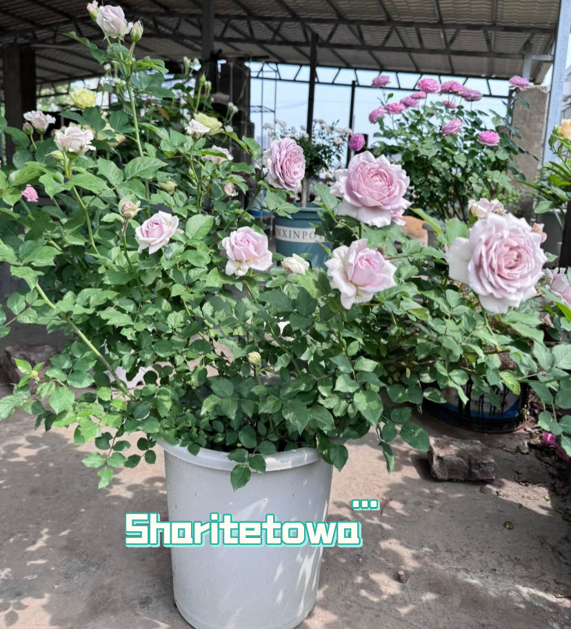 Sharitetowa retro colour Japanese Charity rose
