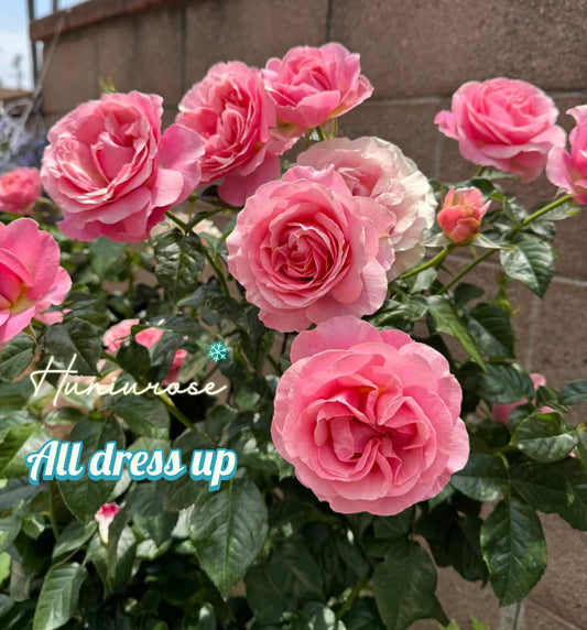 All dress up shrub rose