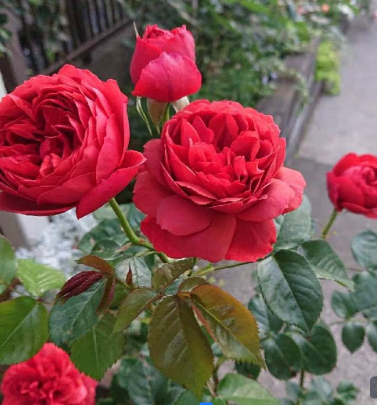 New, Japanese Apple Fukutsuka Shigeki roses Country House乡舍