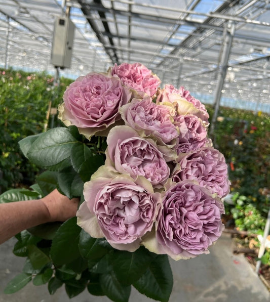 New! 2026 VIP cutting rose Villa Lila