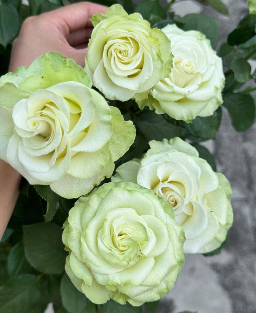 Dutch Schreurs Jutta green rose