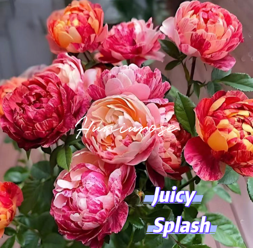 Juicy splash balcony series