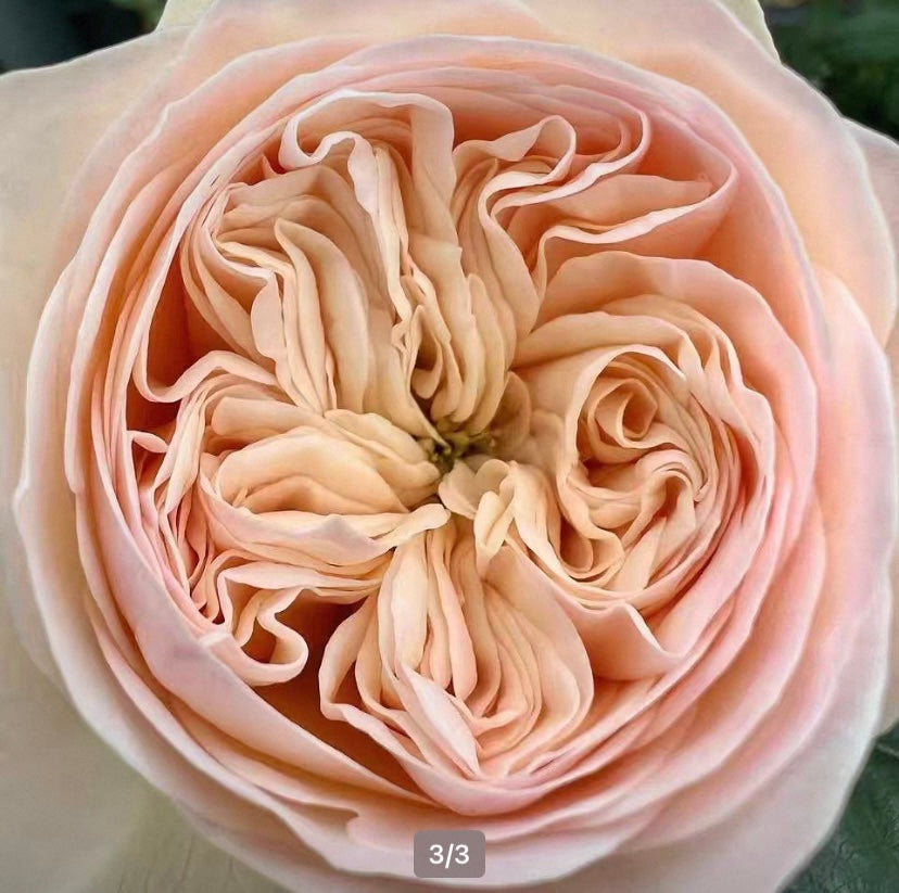Royal romance cutting rose Dutch