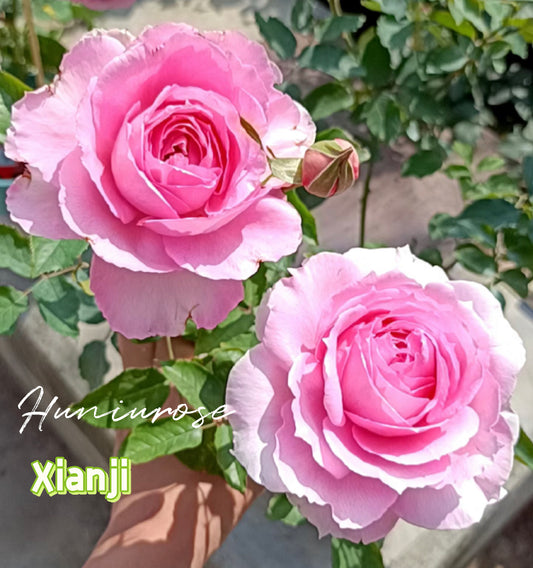Xianji 2024 new Chinese rose