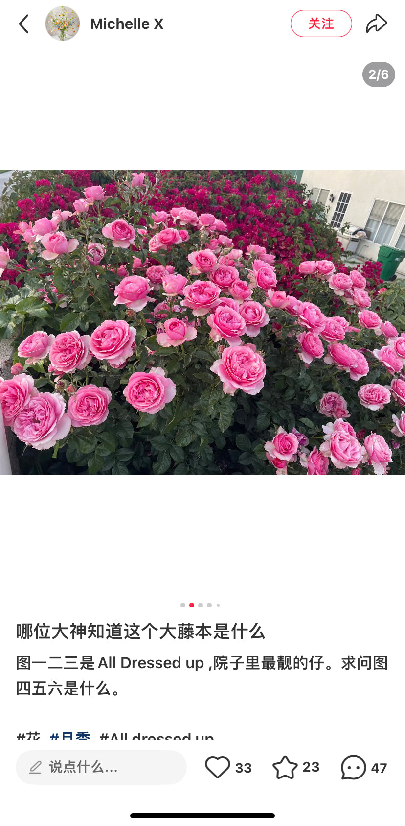 All dress up shrub rose