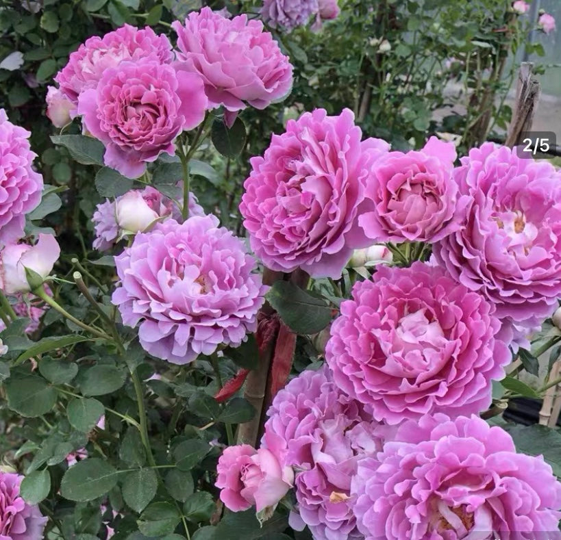 Fancy Ruffle Dutch cutting rose