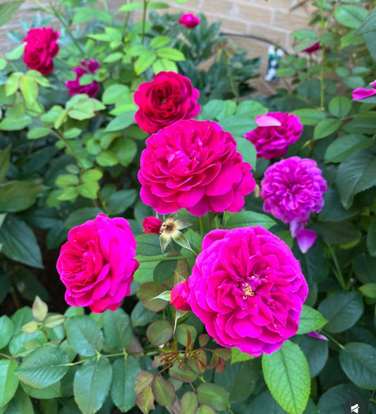 Darcey Bussel David Austin rose
